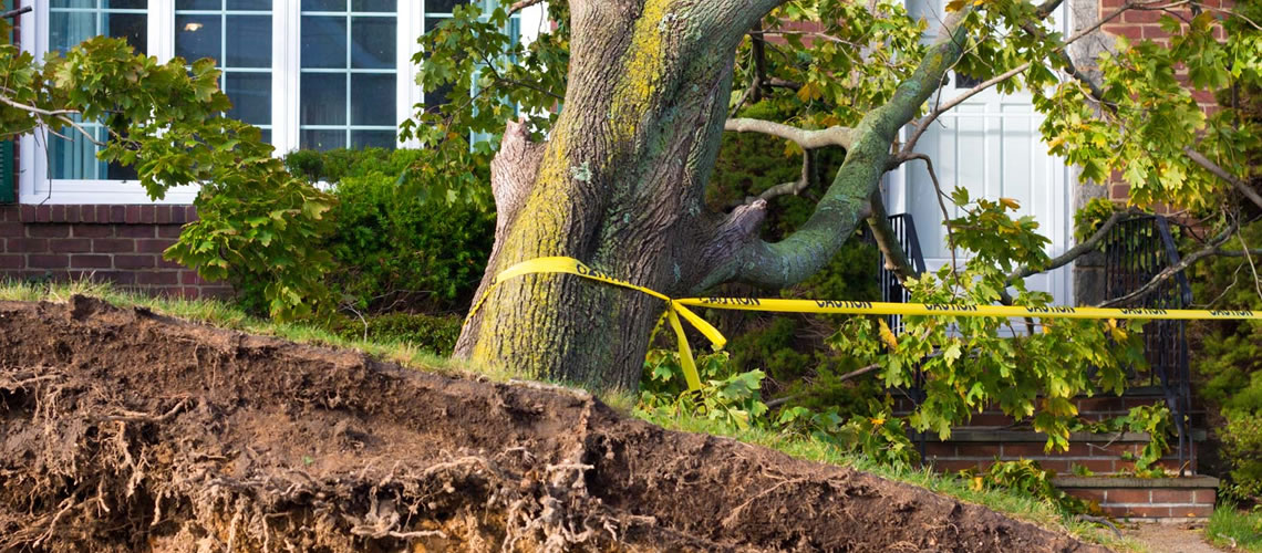 Emergency-Tree-Removal-Buffalo-WNY
